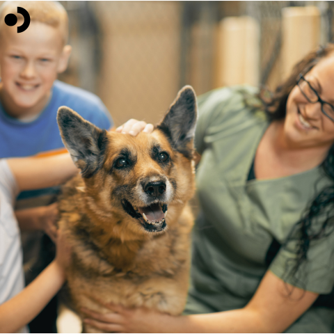 Adult pet