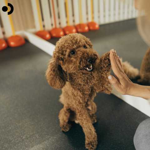 A Guide To Spaying, Neutering, And Training Your Dog