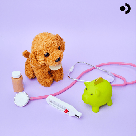 Pet Insurance Made Easy: The Best Plans and Companies for Your Mini Goldendoodle