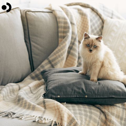cat allergies treatment