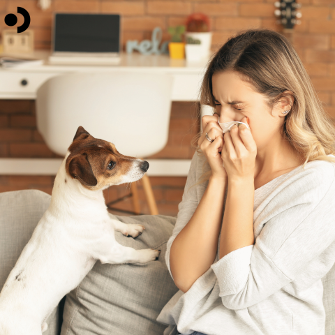 Dog saliva allergy