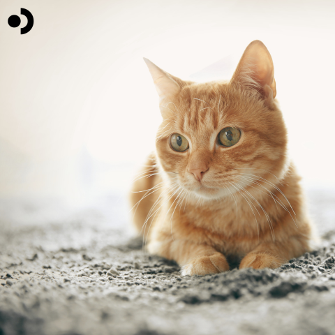 How To Manage Pet Vomit On Carpets
