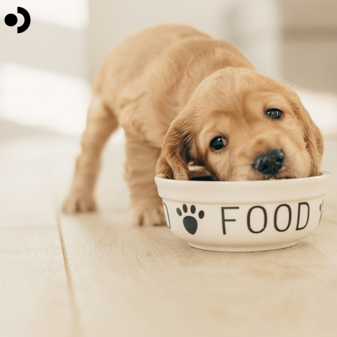 Toxic Foods for Dogs: What Pet Parents Need to Know