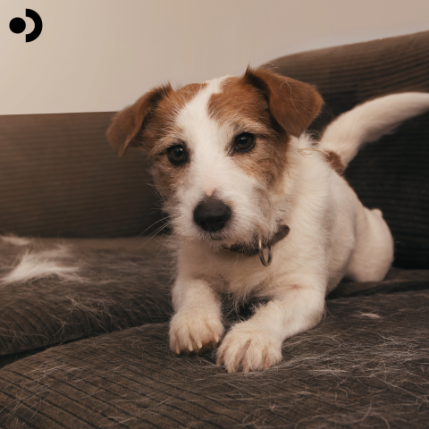 Excessive shedding in dogs