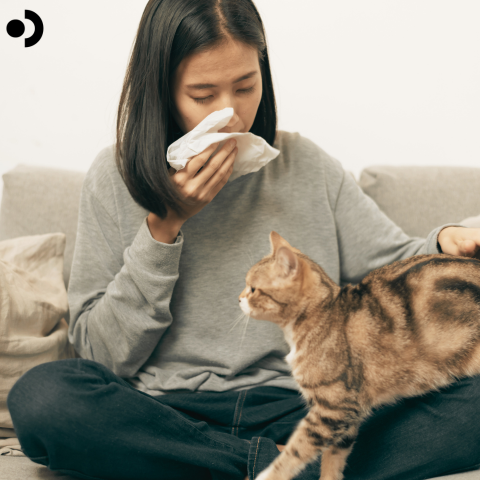 How Cat Allergies Really Work And the Myths You Should Stop Believing