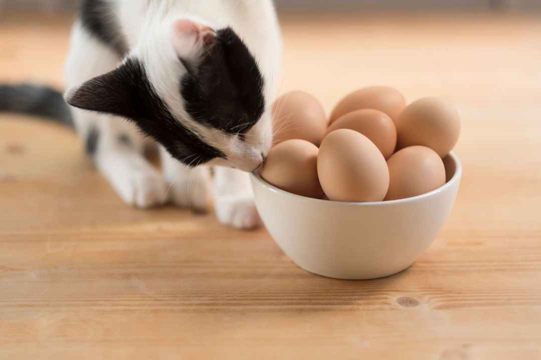 Egg Powder for Cat Allergies