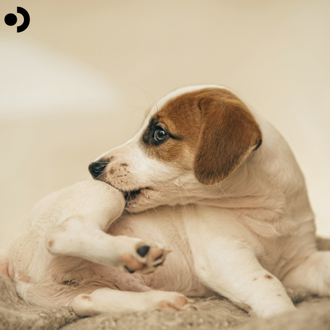 Dog Allergies