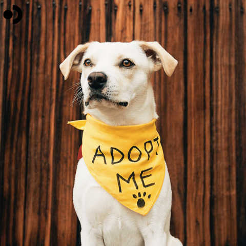 Dog adoption
