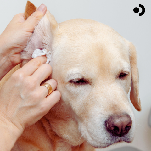 Dogs and pollen allergies