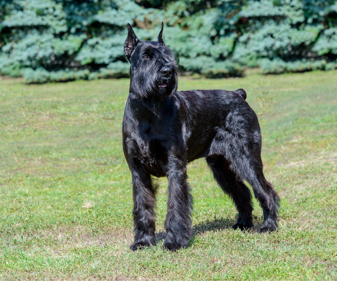 Best Large Hypoallergenic Dog Breeds for New York City Living
