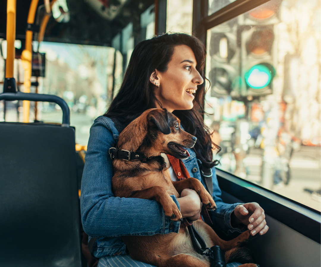 Dog-Friendly NYC Apartments & Hypoallergenic Breeds for City Living