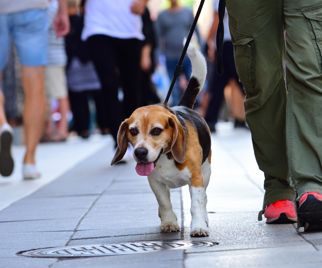 A Complete Guide to Taking Dogs on NYC Subways, Buses, Ferries & More