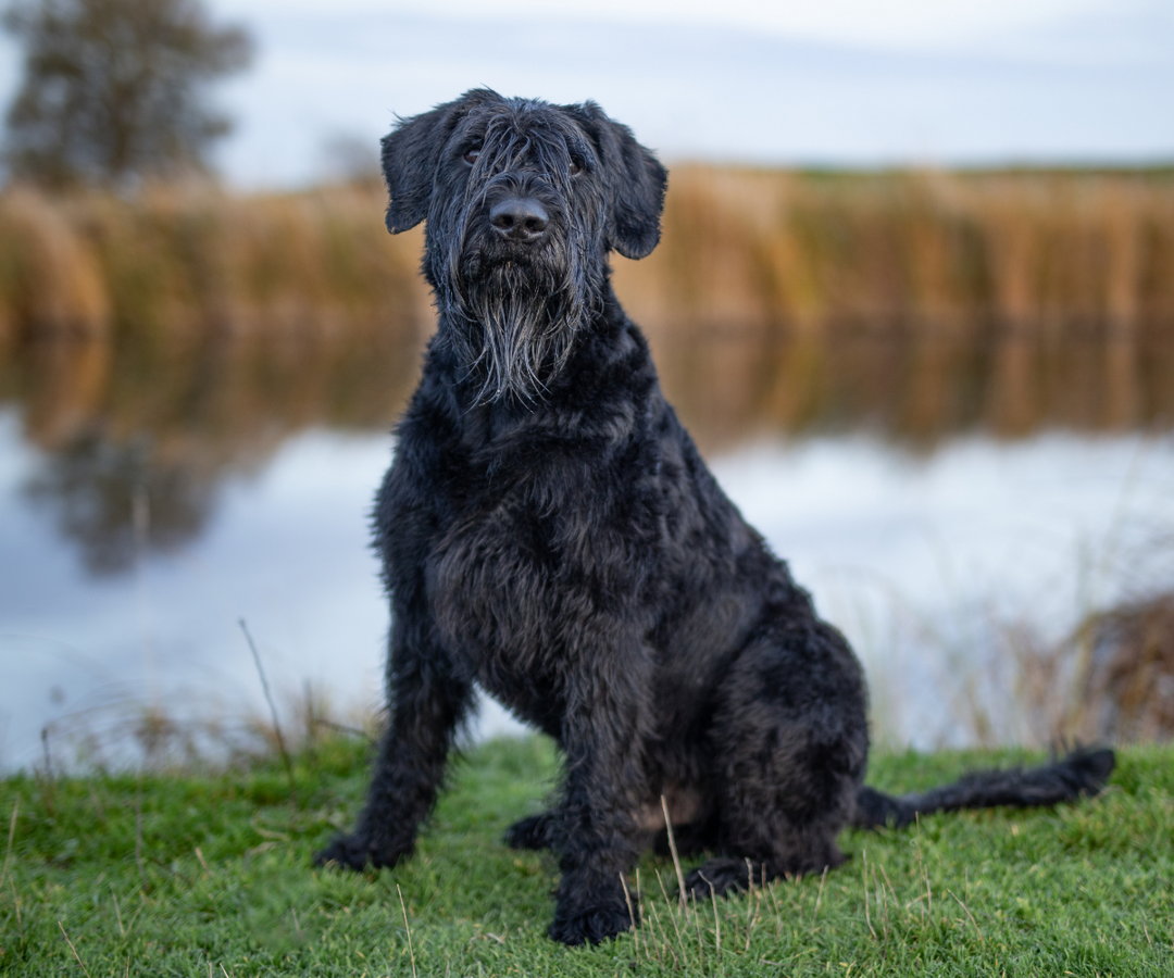 Best Large Hypoallergenic Dogs for Minneapolis Living: Low-Shedding Breeds & Care Tips