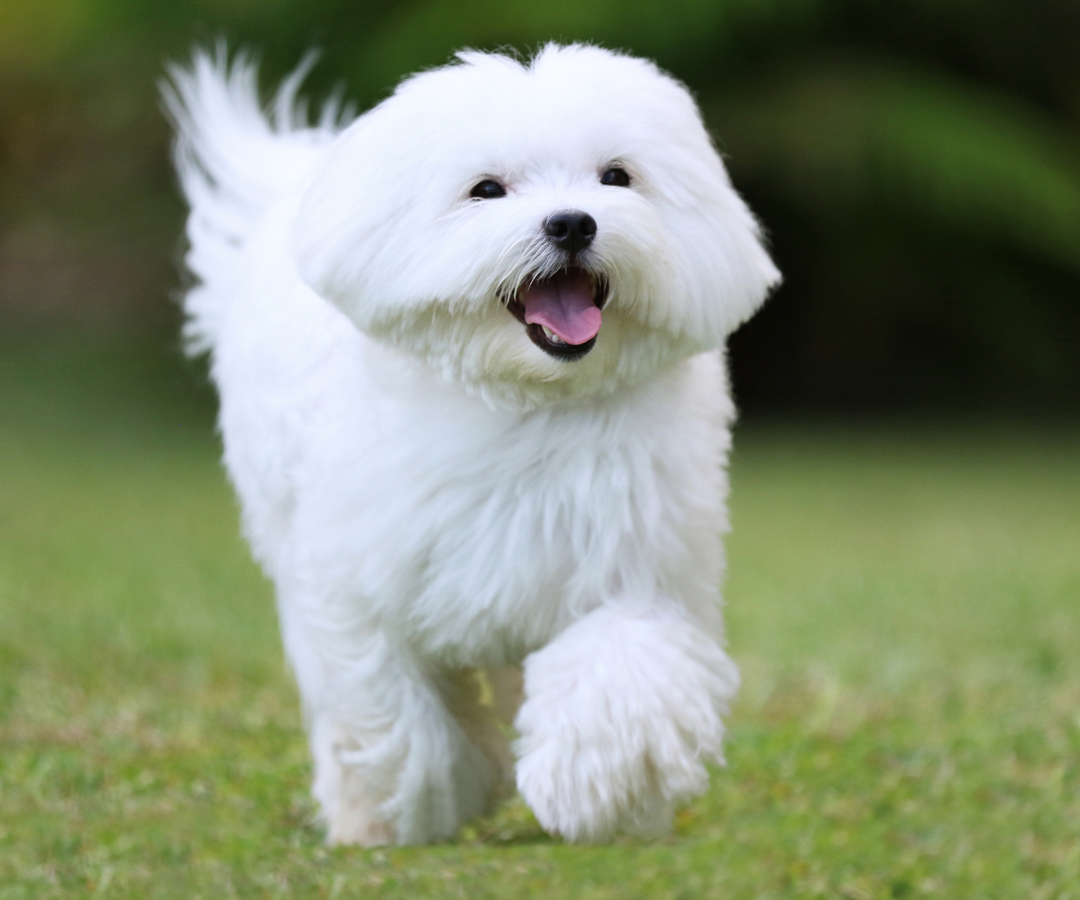 Best Pet-Friendly Apartments in Minneapolis & Top Dog Breeds for Apartment Living