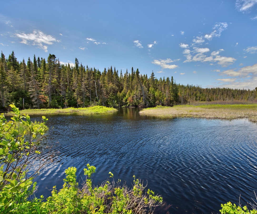 Best Dog Walking Trails in Minneapolis: Lakes, Riverfronts & Winter Routes