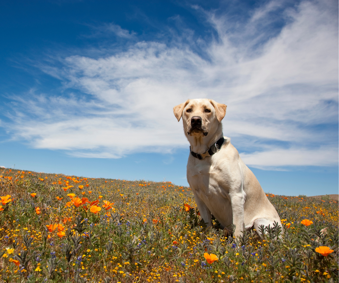 Dog-Friendly Farmers Markets in Minneapolis: Pet Policies & Tips for Visiting