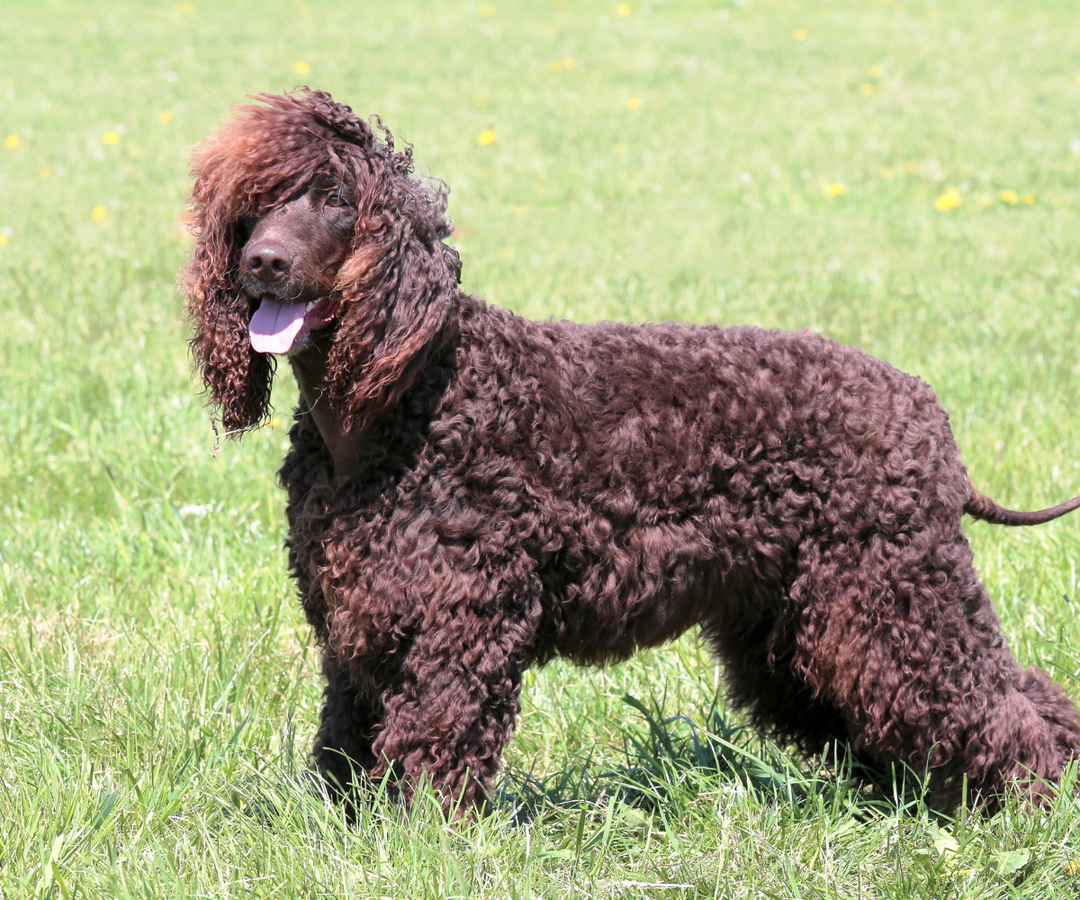 Best Large Hypoallergenic Dogs in Los Angeles: Low-Shedding Breeds for City Living