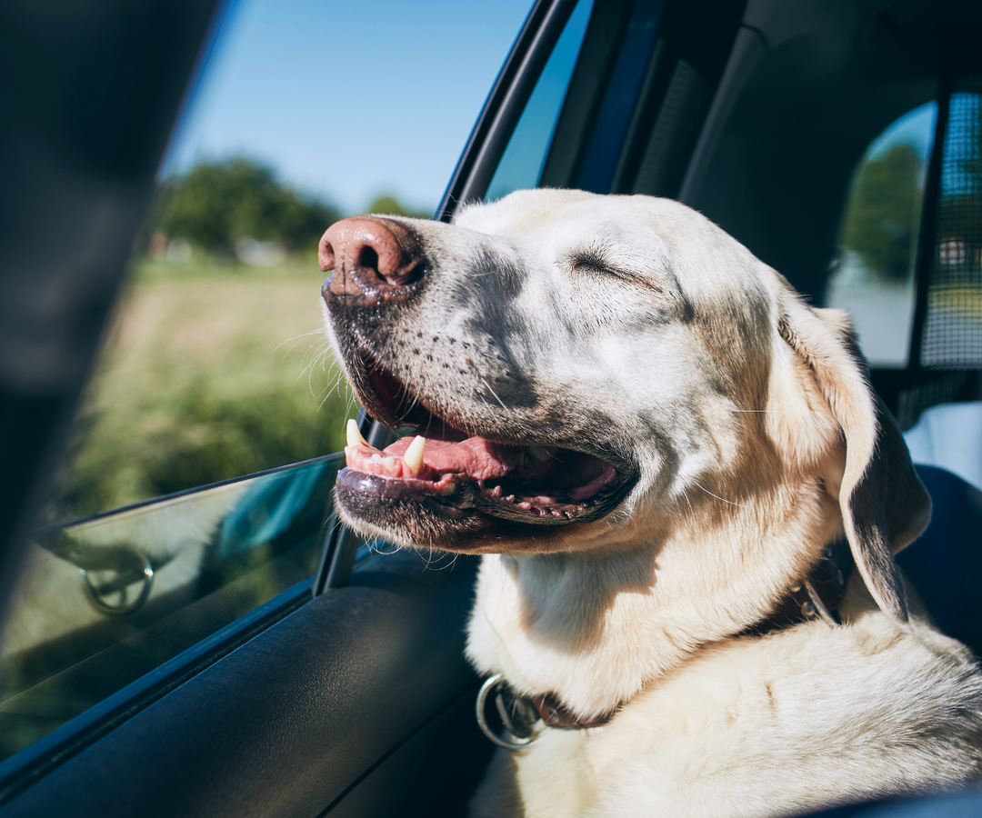 Dog-Friendly Road Trips from Los Angeles: Best Weekend Getaways with Your Pup