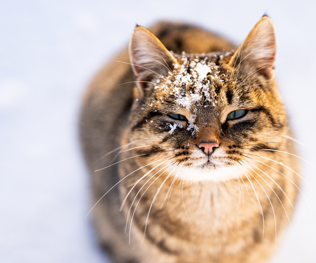 Seasonal Tips: How to Keep Your Cat Warm in Minneapolis