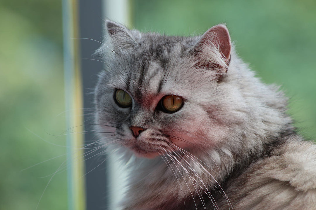 Persian Cat Looking Away