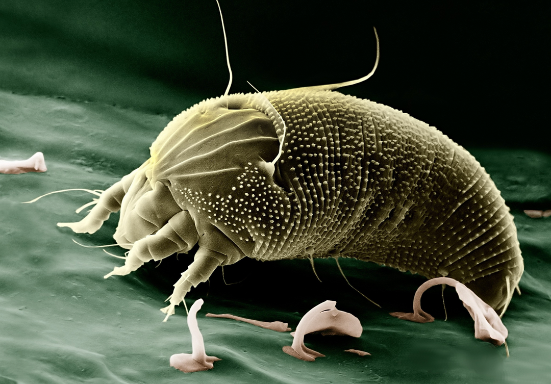 dust mite