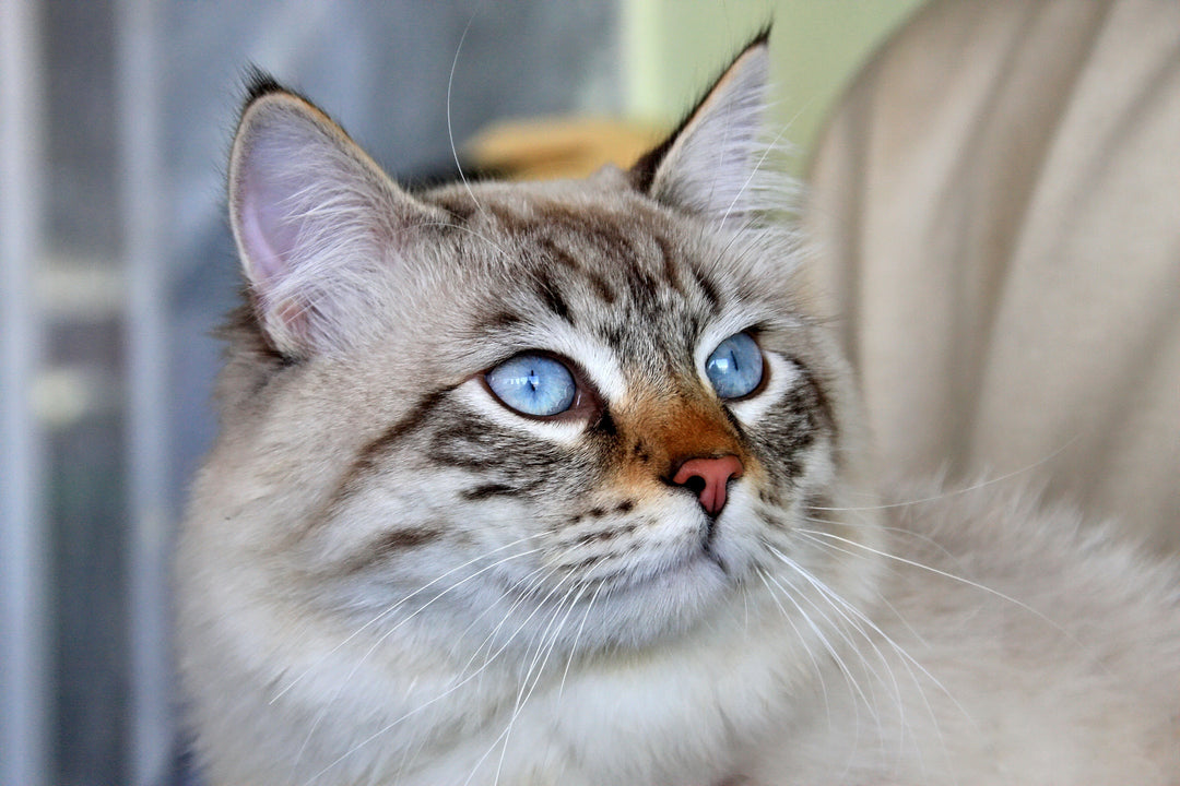 Siberian Cat Looking Away