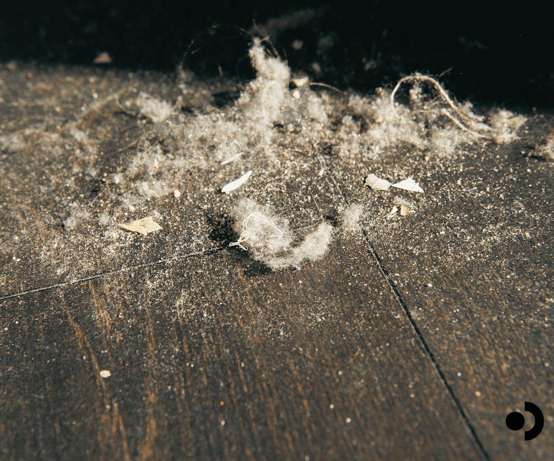 Understanding Dust Allergens: Hidden Triggers in Our Environment
