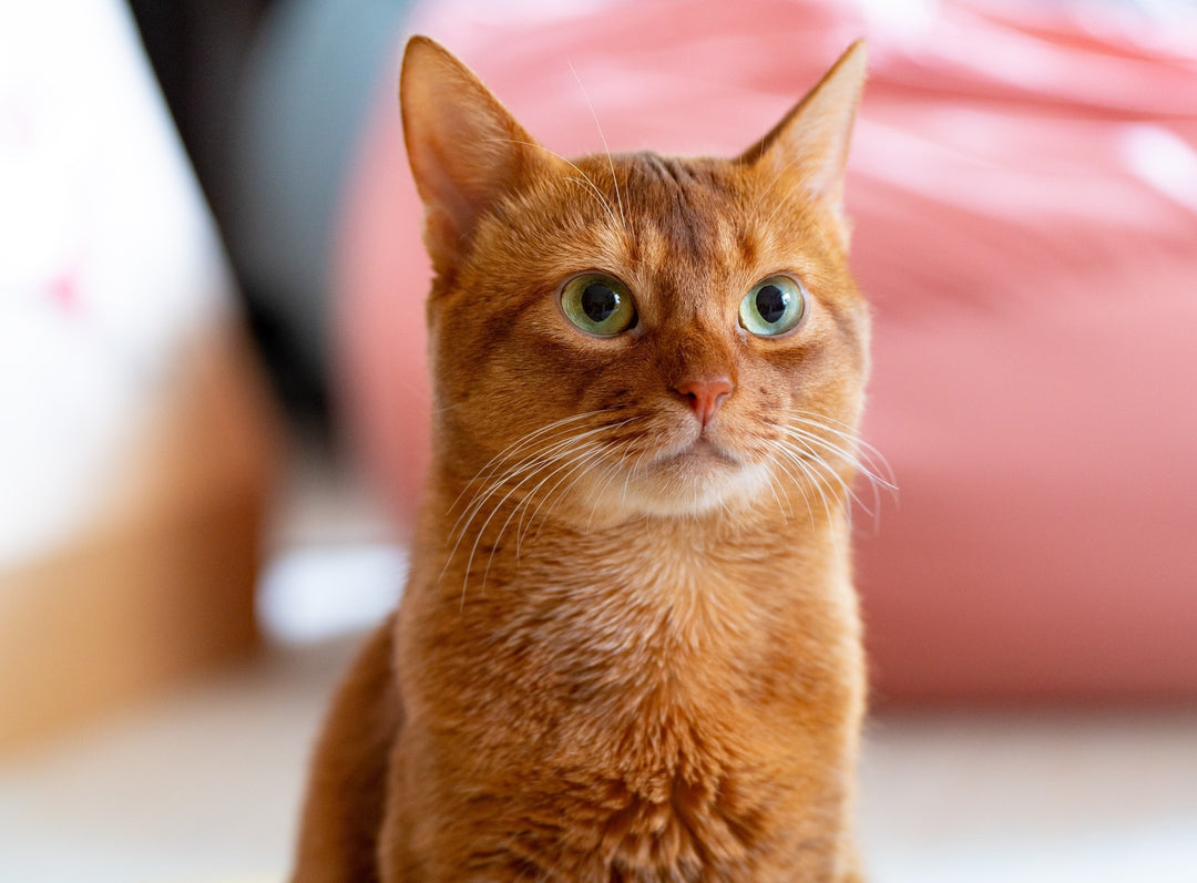 Abyssinian cat