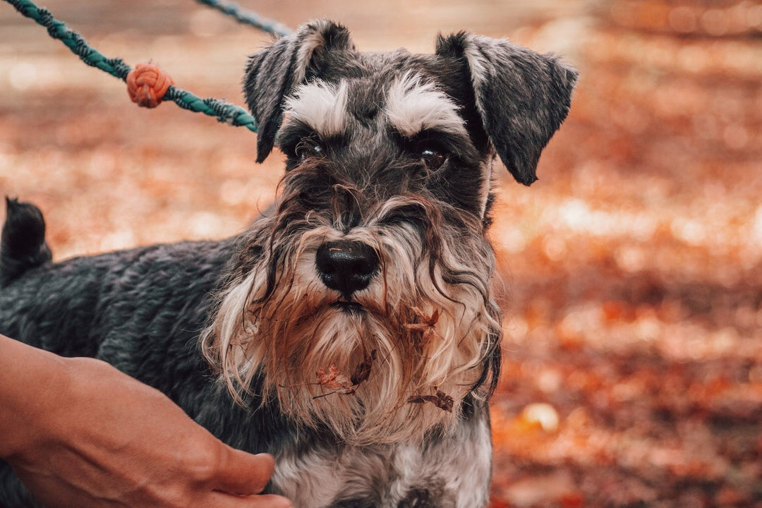 Large Hypoallergenic Dogs