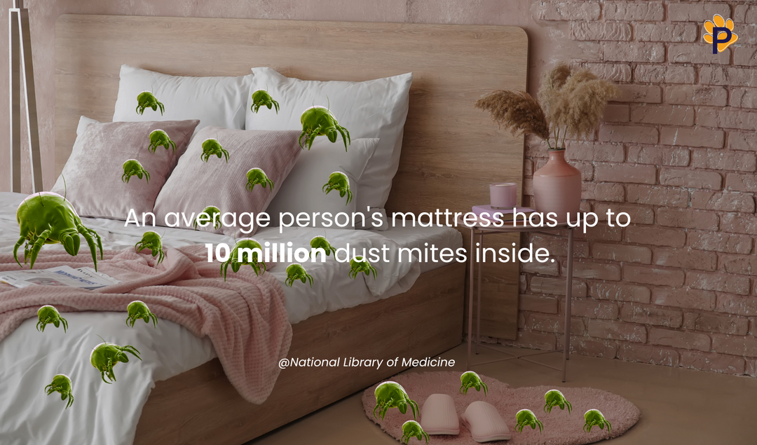 dust mite on mattress