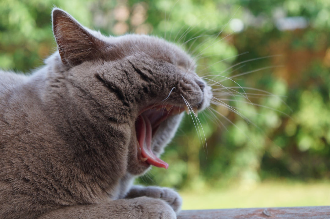 Allergy Medicine for Cats