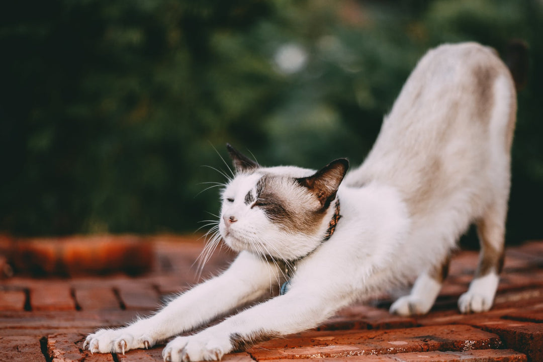 Natural Remedies for Cat Allergies in Humans