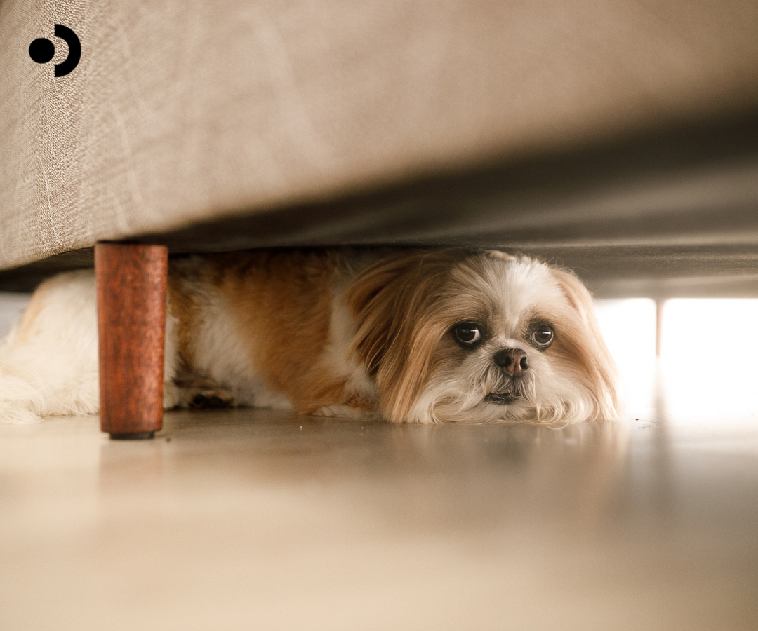 Navigating Dog Digestive Issues