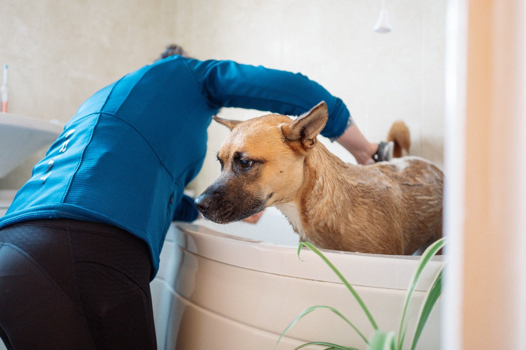 How Often Should You Bathe Your Dog