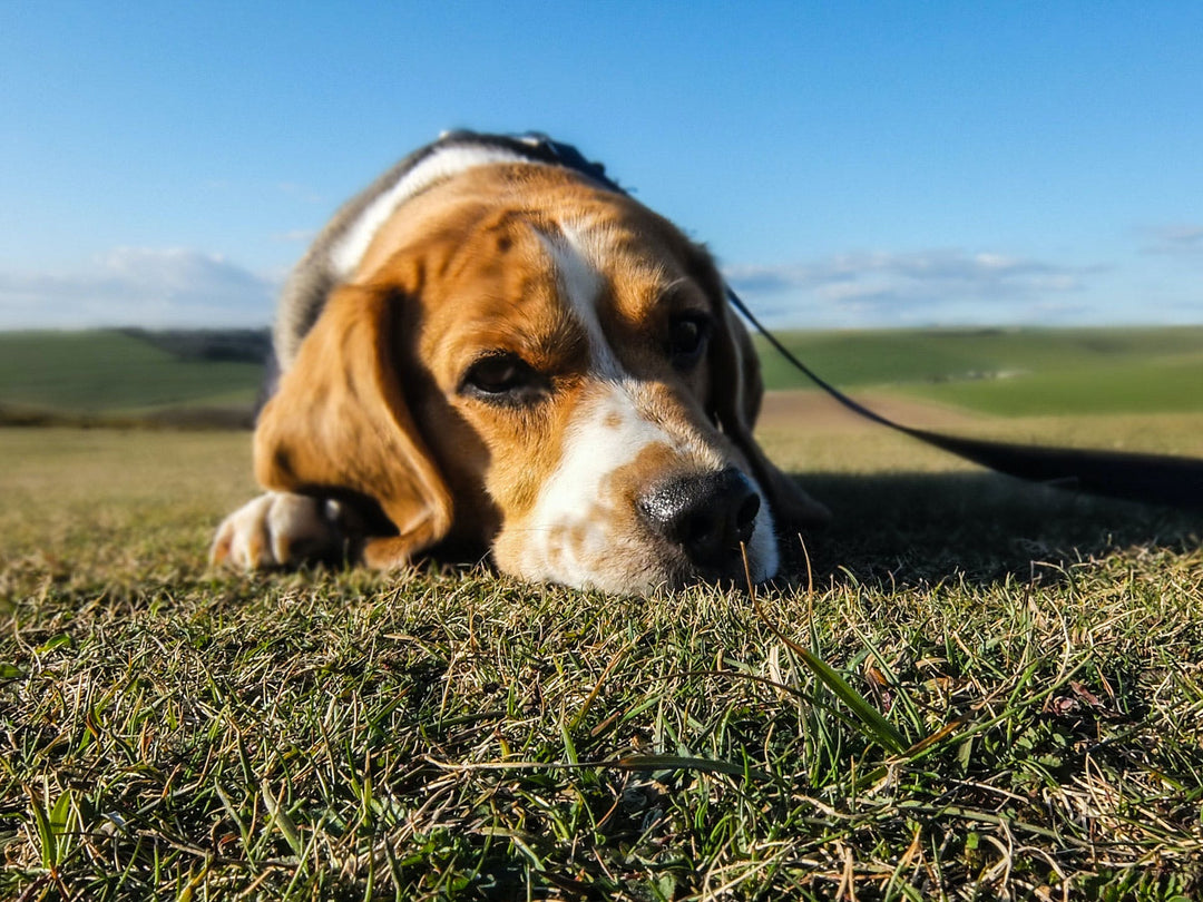 Best Allergy Medicine for Dogs