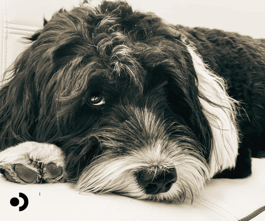 The Best Hypoallergenic, Non-Shedding Dog Breeds for Families and Active Households