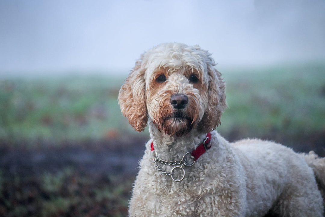 Are Labradoodles Hypoallergenic