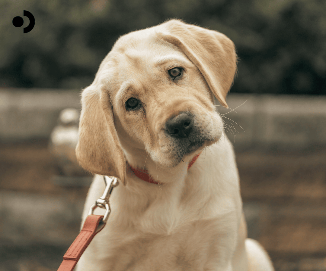 Pet Health Myths