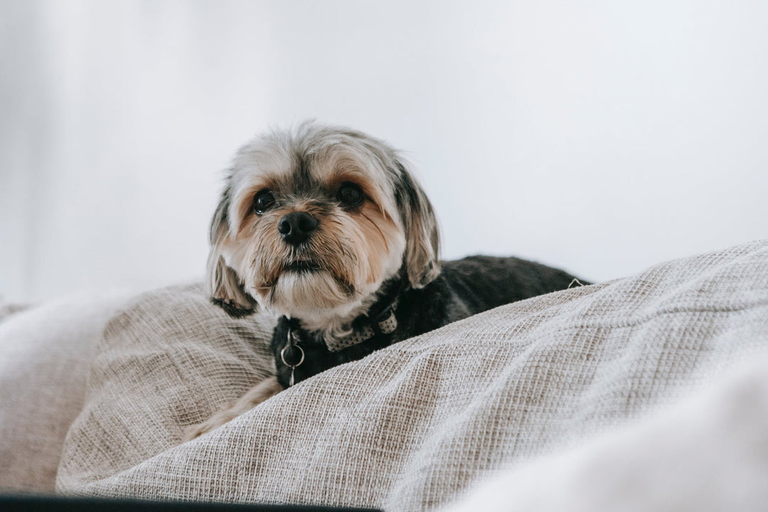 Small dogs that don't shed