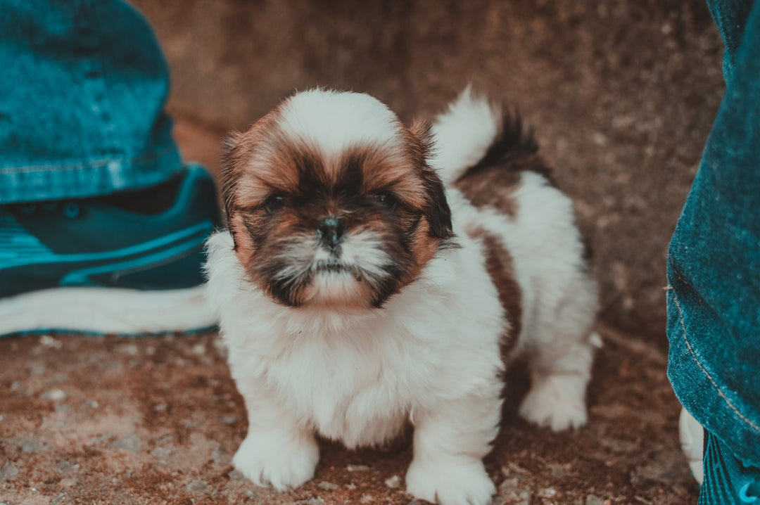 Are Shih Tzus Hypoallergenic?