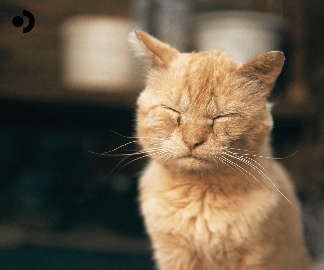Navigating Special Cases in Cat Health