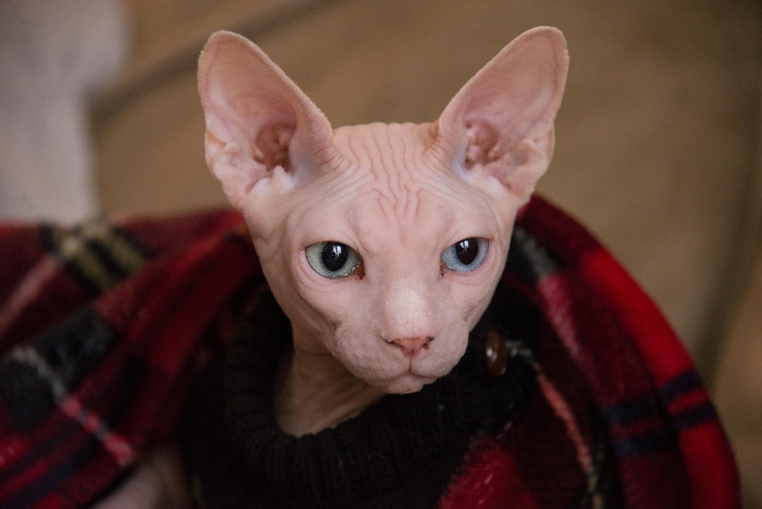 How Much Is A Hairless Cat