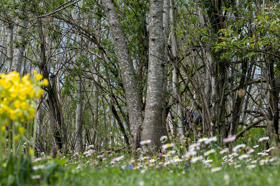 Tree Pollen Allergy Symptoms