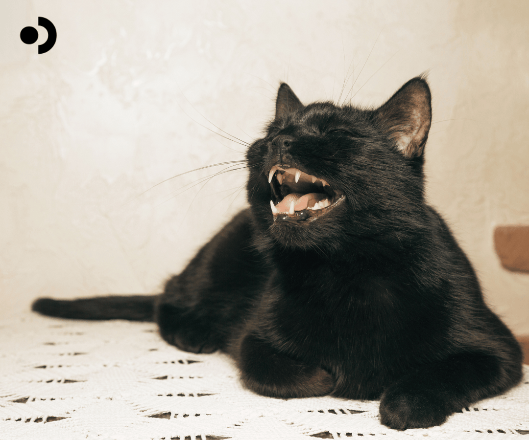 Understanding Fel d 1: The Major Cat Allergen