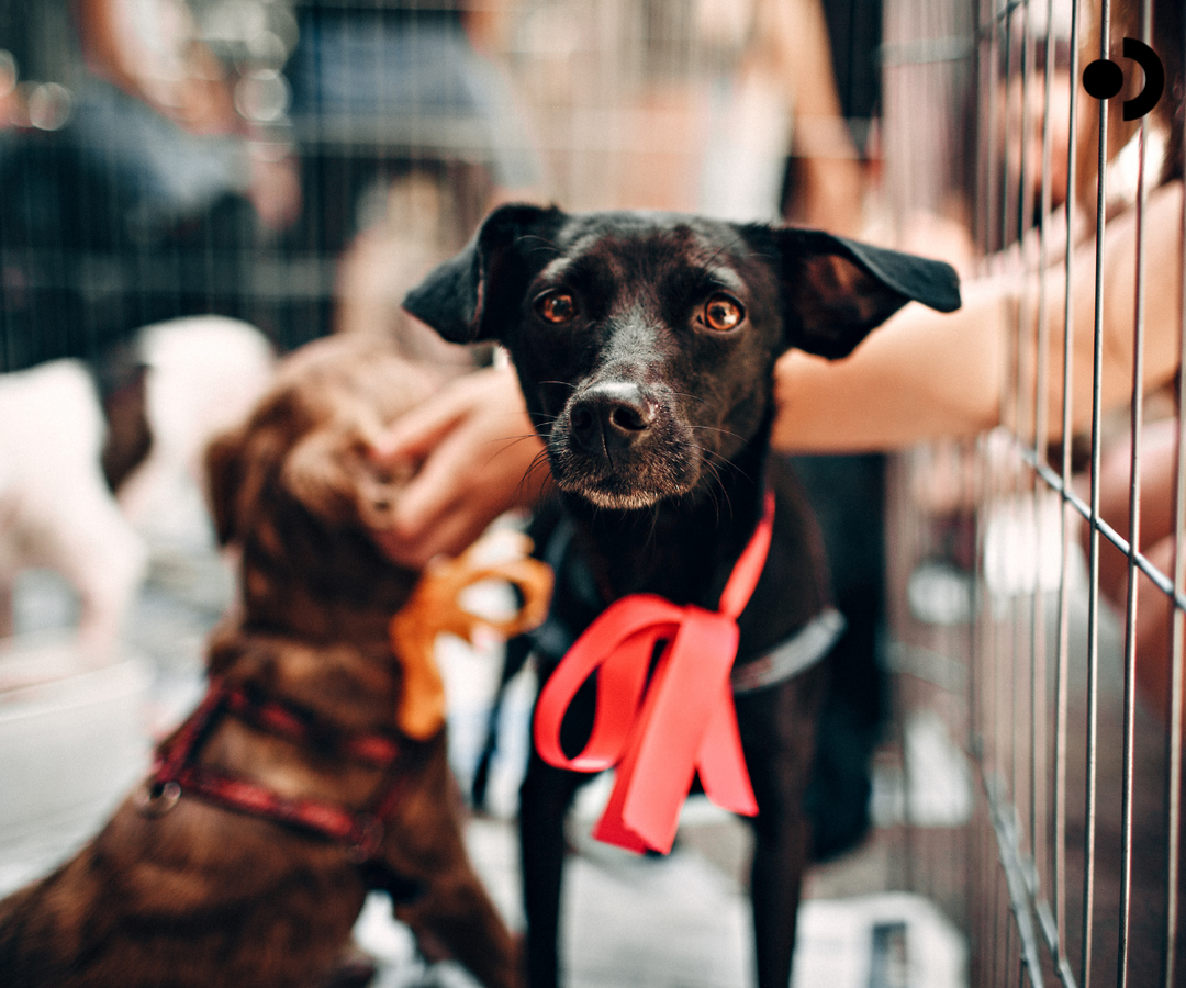 Urgent Foster Care and Rescue