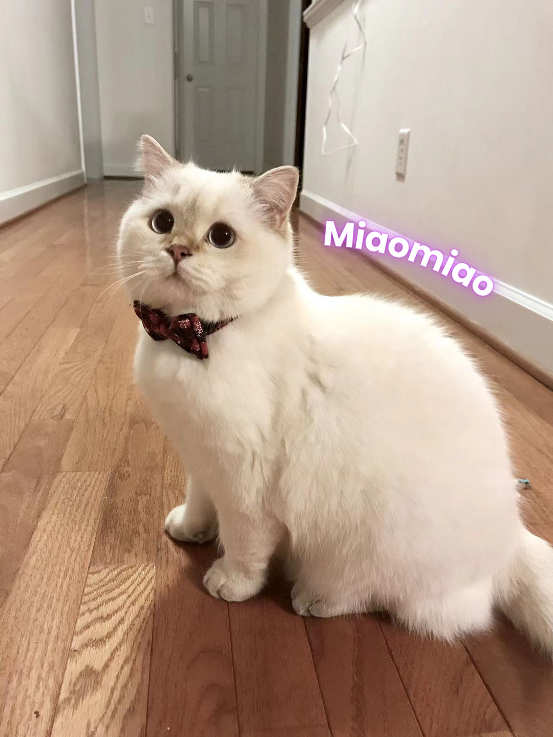 white cat wearing a bowtie