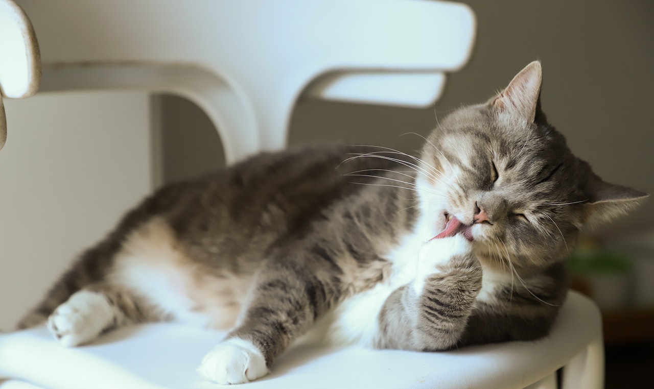 cat licking itself